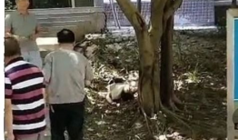 孩子坠楼视频,孩子坠楼瞬间，紧急救援行动展开”